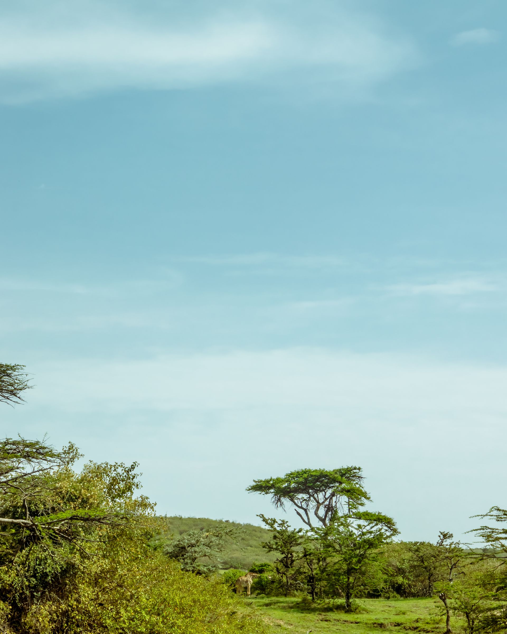 Savannah and sky, Kenya