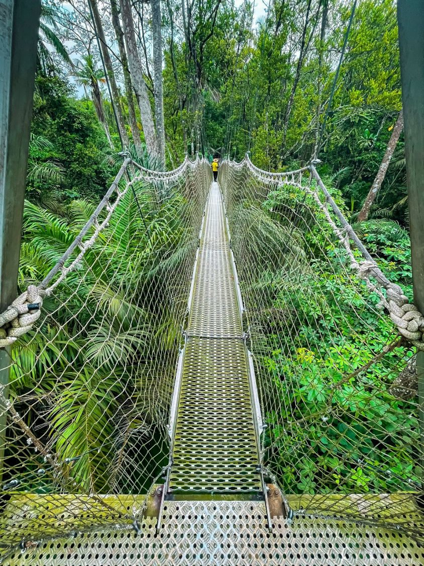 Rope canopy walkway through the rainforest, Nigeria